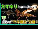 顔はカマキリ、幼虫はクモ寄生…謎すぎる昆虫「カマキリモドキ」