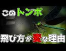 このトンボ、飛び方がおかしい…ハグロトンボが優雅に舞う理由