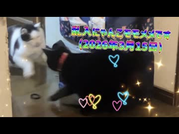 乱入にゃんこモモメメです(2026年3月15日)