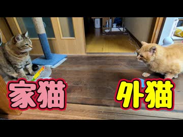 仲良く？おやつ【元野良猫】