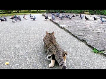 【野良猫VS鳩軍団】忍び足で狙う猫が面白すぎた