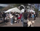 「お洋服買いました！みんなお揃いで」ファッションコンテストやデコカートコンテストも　愛犬と一緒に楽しめるイベント福岡百道浜ドッグフェスタ