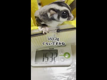 【僕がんばった！】 結果は？長老フクモモのタンパク質体重増量チャレンジ！ #フクロモモンガ #おつモモンガ  #shorts