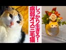 病弱オス三毛猫、仲間たちを看取った後の変化