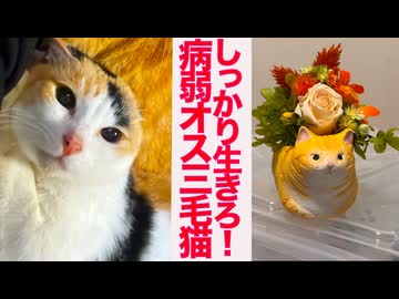 病弱オス三毛猫、仲間たちを看取った後の変化
