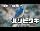 【野鳥観察】8回目のチャレンジでルリビタキに会えたよ！(だいたい)1分で紹介【動画ブレすぎ】