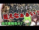 見えないものを見ようとする産卵セット割り出し(ウルスルスサビクワガタ) 虫作業報告#7
