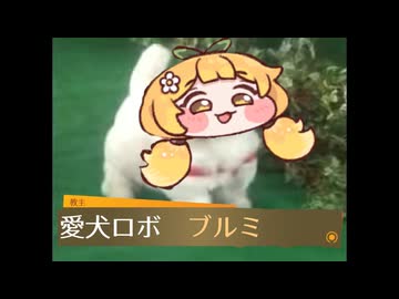 愛犬ロボ　「ブルミ」