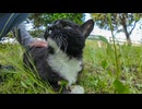 草むらで寝てた猫を撫でてみた結果→反応が可愛すぎて完全に癒されたｗ