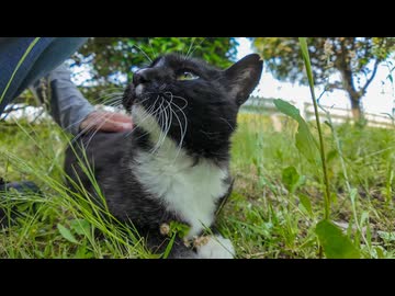 草むらで寝てた猫を撫でてみた結果→反応が可愛すぎて完全に癒されたｗ