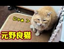 今日は「にゃぁ」言えました【元野良猫】