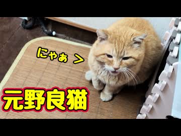 今日は「にゃぁ」言えました【元野良猫】