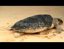 Sea Turtle