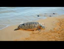Sea Turtle on Beautiful Tropical Beach at Sunset,