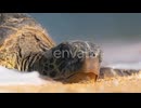 Wildlife Conservation Sea Turtle Sleeping on Beach Washed By Ocean Waves