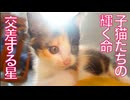 保護子猫兄妹、朝陽に輝く命と交差する星