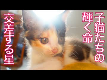 保護子猫兄妹、朝陽に輝く命と交差する星