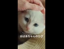 猫「おばあちゃんのひざ。」