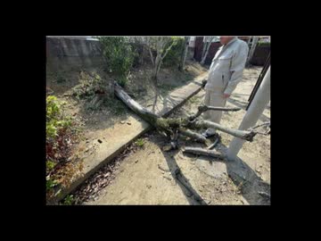 小学校で正門付近の木が倒れる　小学1年の男の子が頭を打撲するけが　これまでの目視の点検で木に異常見られず