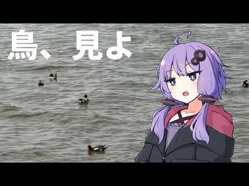 鳥、見よ【野鳥観察】