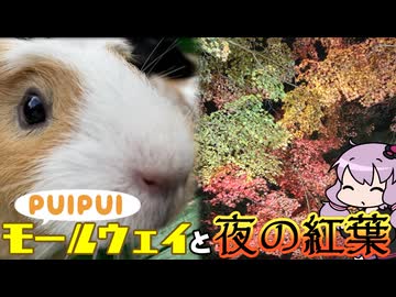 PUIPUI帰宅ラッシュ！長瀞にモールウェイと夜の紅葉を見に行こう【VOICEROID旅行】