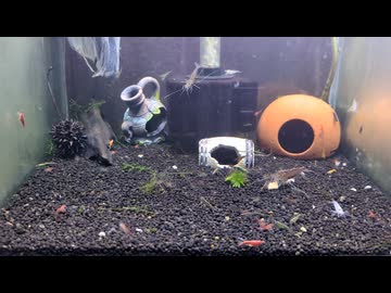 【アクアリウム】水槽を見るだけの動画【エビ団子】