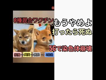 犬猫ペットにワクチン打つ？打たない？5Gで染色体崩壊する論文出た