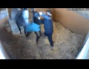 ホモと見る仔馬へのしつけが激しすぎる牧場