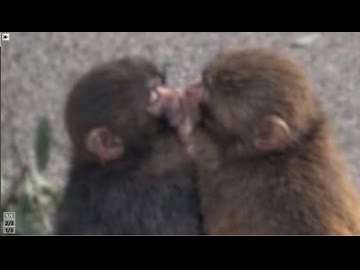 ホモと見るついに彼女が出来てしまう例の子猿