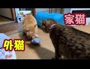 【元野良猫】に アタック！
