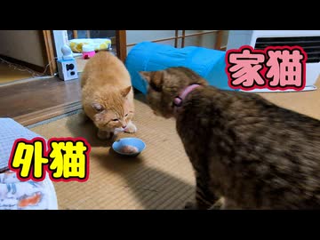 【元野良猫】に アタック！