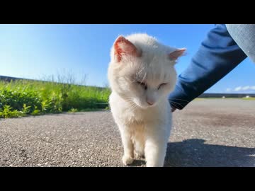 【警戒心MAX】白猫だらけの地帯で唯一デレてくる神猫がこちらｗｗｗ
