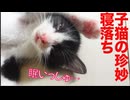 保護子猫恒例！珍妙寝落ち電池切れ
