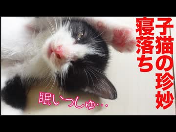 保護子猫恒例！珍妙寝落ち電池切れ