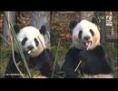 PandapiaLive_2026_3_18