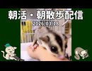 【#フクロモモンガ】【アーカイブ】2026/03/18 7時のフクモモ部屋んぽ&お世話 / 7 AM Sugar Glider Play & Care Live #おはモモンガ