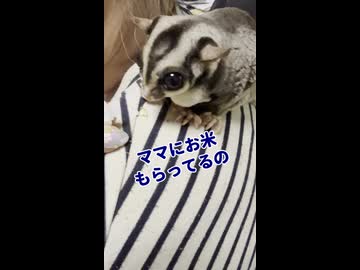 【お米粒】 長老の不満！今日のお昼ご飯少なかったの！ #フクロモモンガ #おつモモンガ  #shorts