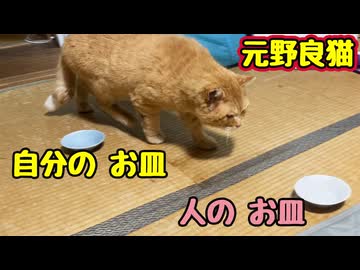 マシマシ食べたでしょ…【元野良猫】