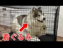 着ぐるみを着て犬になったらケージに閉じ込められちゃった！