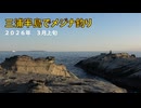 三浦半島でメジナ釣り　2026年 3月上旬