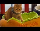 ホットドッグのクッションをふみふみする猫さん