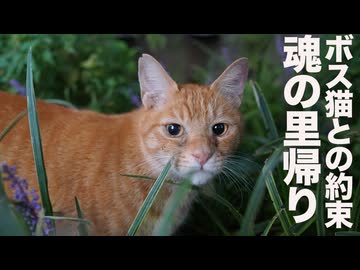 ボス猫の魂、約束の里帰り散歩　