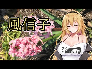 【Synthesizer Vカバー】風信子／弦巻マキ