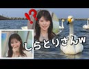 【魚住茉由】□□っ「白鳥（しらとり）さん (ツベコメ有り)」