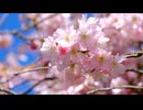 You in the cherryblossom