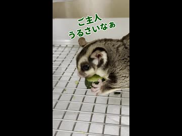 【偏食】 きゅうり美味しいの！真ん中は！でも嫌いな子もいるの！ #フクロモモンガ #おつモモンガ  #shorts