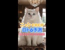 しゃべる猫□ニャンCocoの#ロト6 第2087-88回の数字を #AI予測□当選発表□は毎週月曜と木曜です【CocoんcoのLOTO6予測 第407弾】□