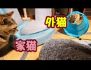 家猫による 「トンネル遊び講座」？【元野良猫】