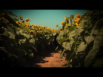 【ホラー淫夢】ひまわり畑