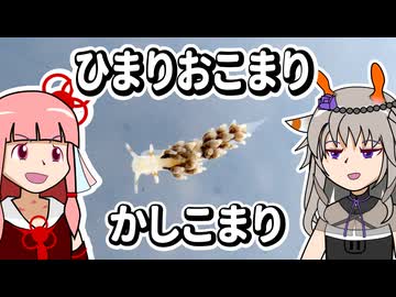 【ウミウシ解説】ひまりおこまり　かしこまり【琴葉姉妹の磯遊び】